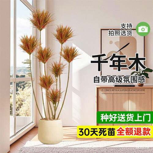 千年木客厅绿植大型植物盆栽室内七彩铁龙血树落地式造景好养真树