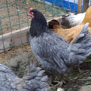 散养土鸡柴鸡五黑鸡乌鸡鹊山芦花鸡麻鸡一只包邮活鸡发货包活到家