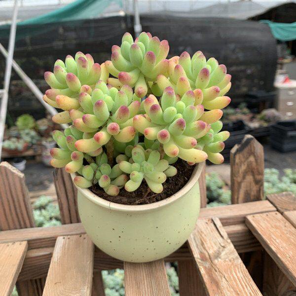 果冻乙女心老桩群生多肉植物超美状态新手组合嘟嘟肉