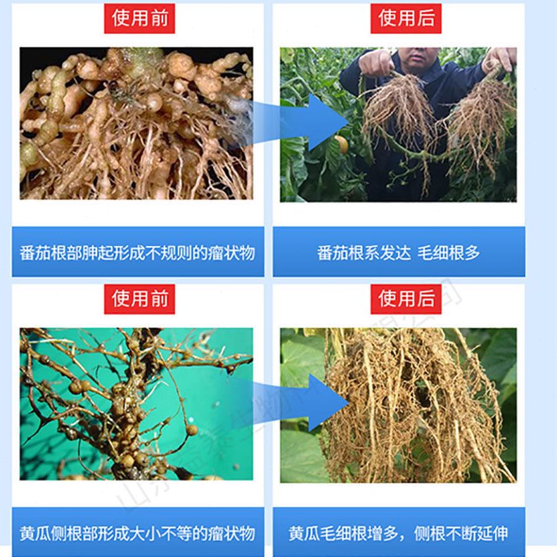 25大10公斤皮黄番茄癞亿淡紫拟青烟根瘤霉菌紫孢菌根专用姜线虫0