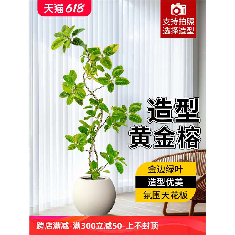 黄金榕客厅大型绿植花叶橡皮树大盆栽室内落地好养旺宅植物富贵榕