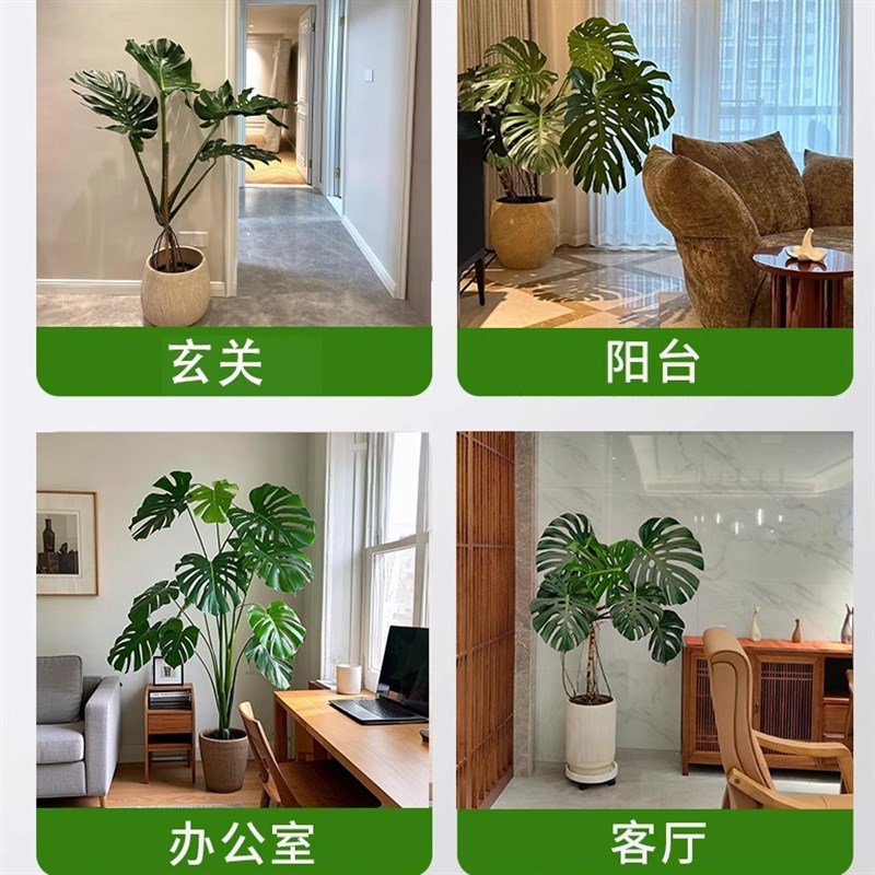 龟背竹盆栽客厅大型绿植物老桩办公室内落地四季仙洞摆件好养花卉