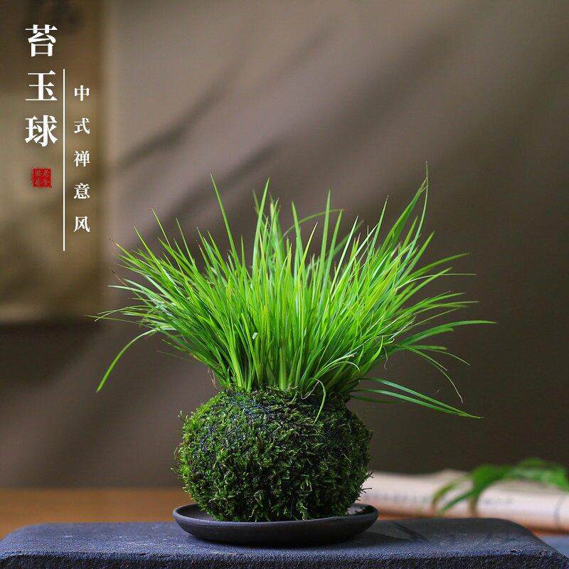 苔玉菖蒲盆栽清新小绿植生活室内客厅桌面点缀小绿植水培耐阴植物
