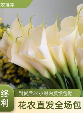 A级国产云南基地直发白色白色马蹄莲鲜花鲜N切现采高端花材插瓶养