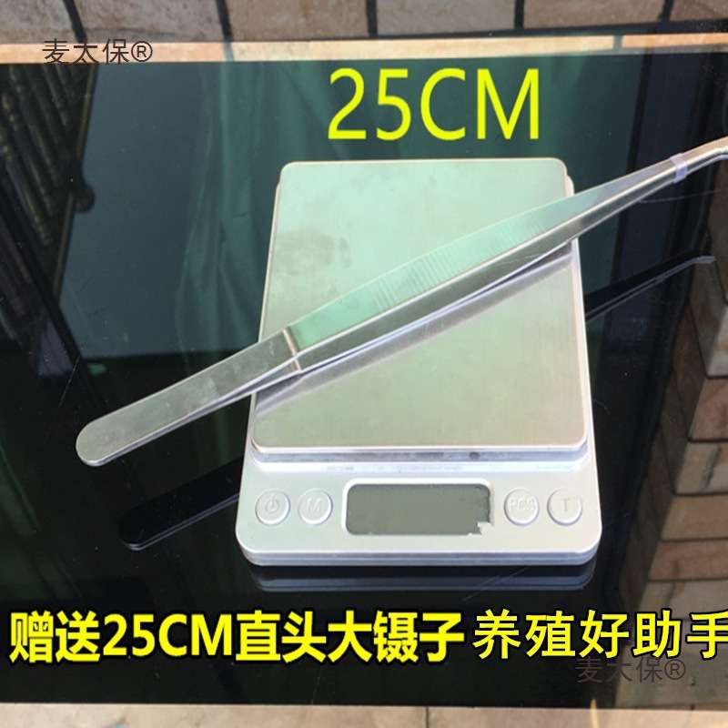 蝎子灯养殖紫光手电筒蝎子用豆虫强光充电手提3000米照明灯麦太保