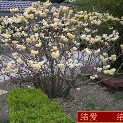 庭院植物结香苗结香花苗r结香大小花苗金腰袋打结花梦冬花喜花树