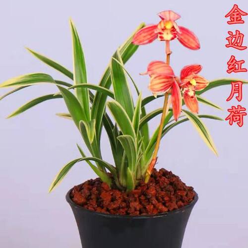 金边漂亮花苗新品开花净化空气矮