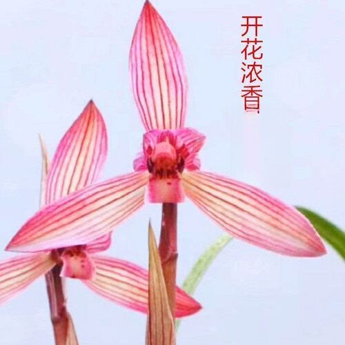 花期花苞花苗仙子春兰阳台盆栽带