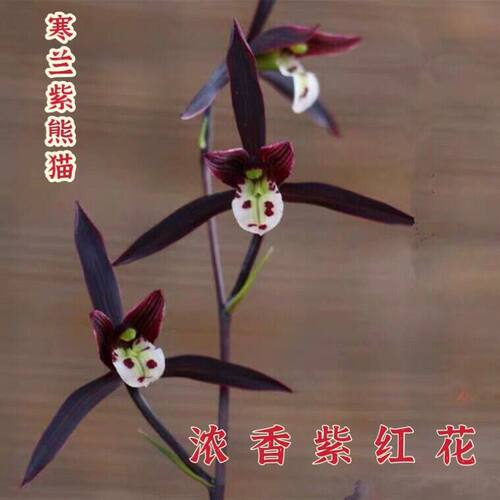 花苞兰花大全熊猫青绿内外盆栽带