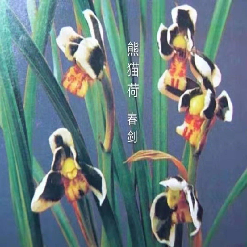 熊猫荷带花苞兰花苗壮根室内外