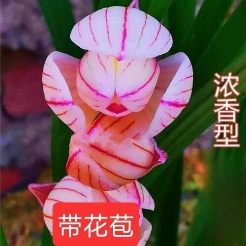 浓香型花苞花苗名贵新品内外花卉