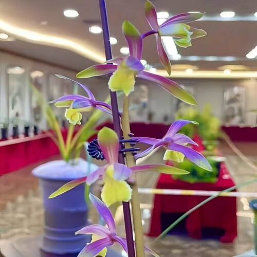 浓香型花苞新品兰花蕙兰紫花开花