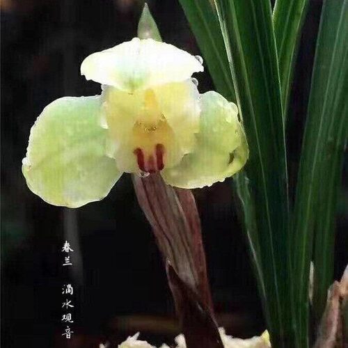 带花苞兰花苗新品春兰矮种荷瓣【滴水观音】室内外盆栽花卉