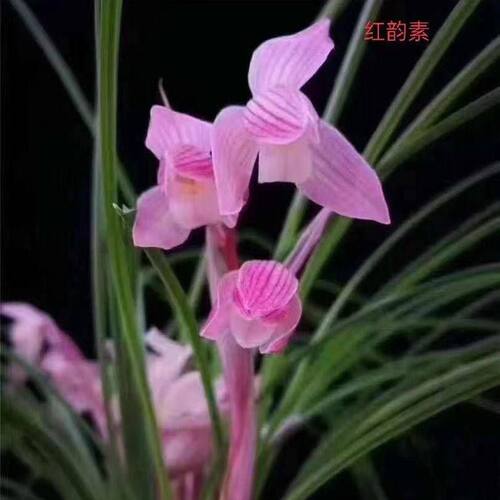 即将上花兰花苗新品细叶转色花【红韵素】荷瓣红荷室内外花卉