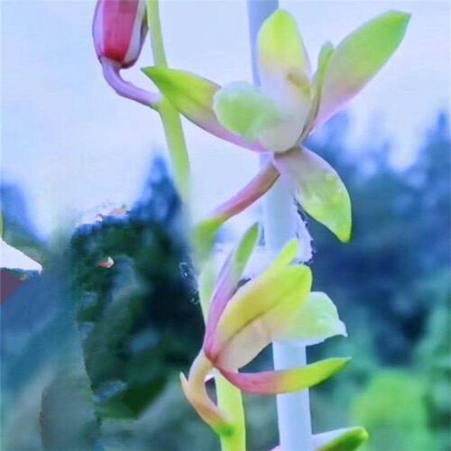 花苞兰花新品蕙兰彩云盆栽阳台带
