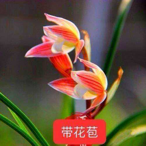 花苞花卉名贵兰花客厅春兰霓裳带