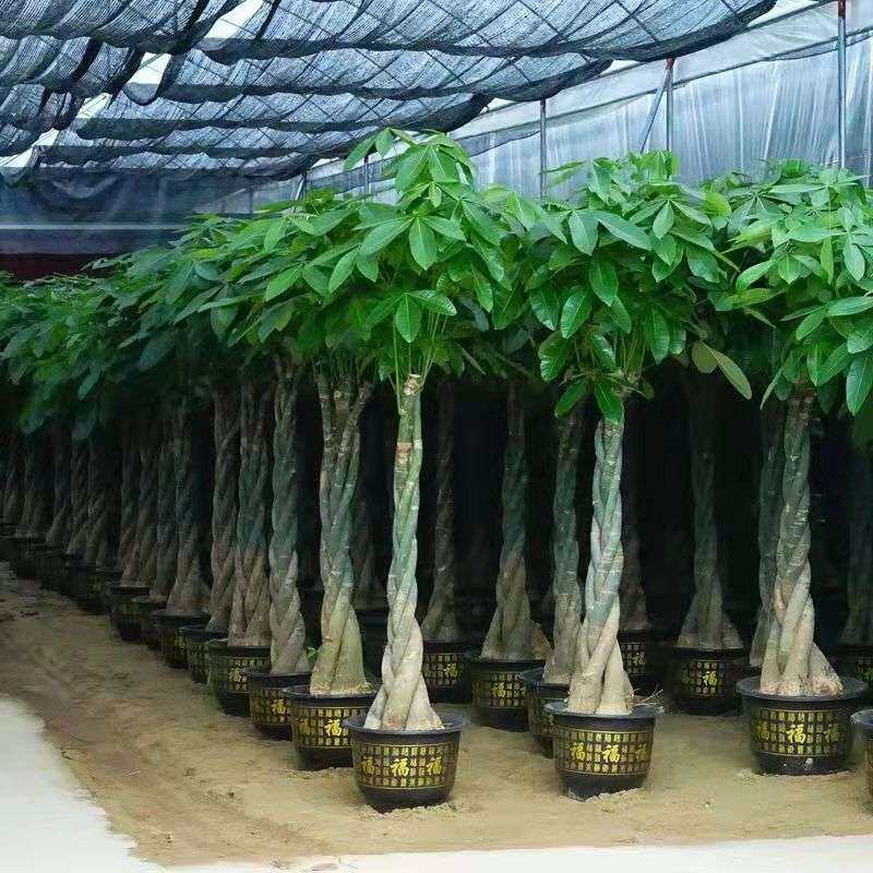 热销客厅办公室大型植物大盆景室内独干大发财树辫子发财树盆栽