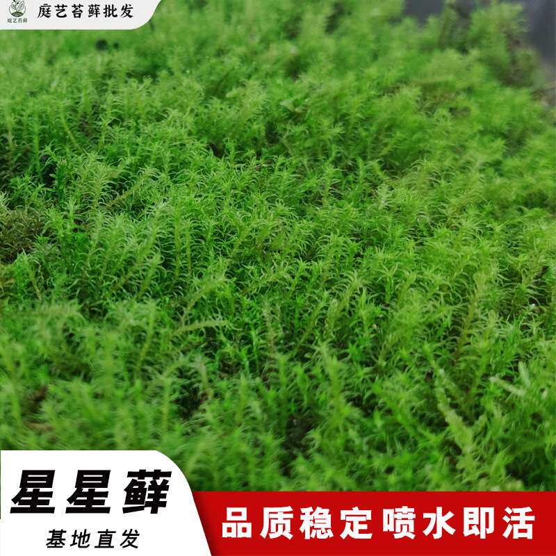 星星苔藓庭院铺面室内装饰造景真草坪植物墙厂家现货