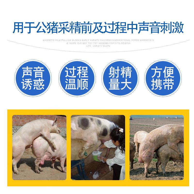 诱情发声器猪用诱情剂模拟母猪求偶声音刺激公猪采精