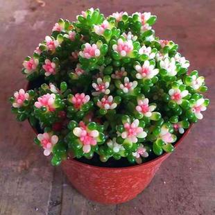 多肉植物彩色浆果粉色稀有小贵货罕见盆栽室内阳台好养