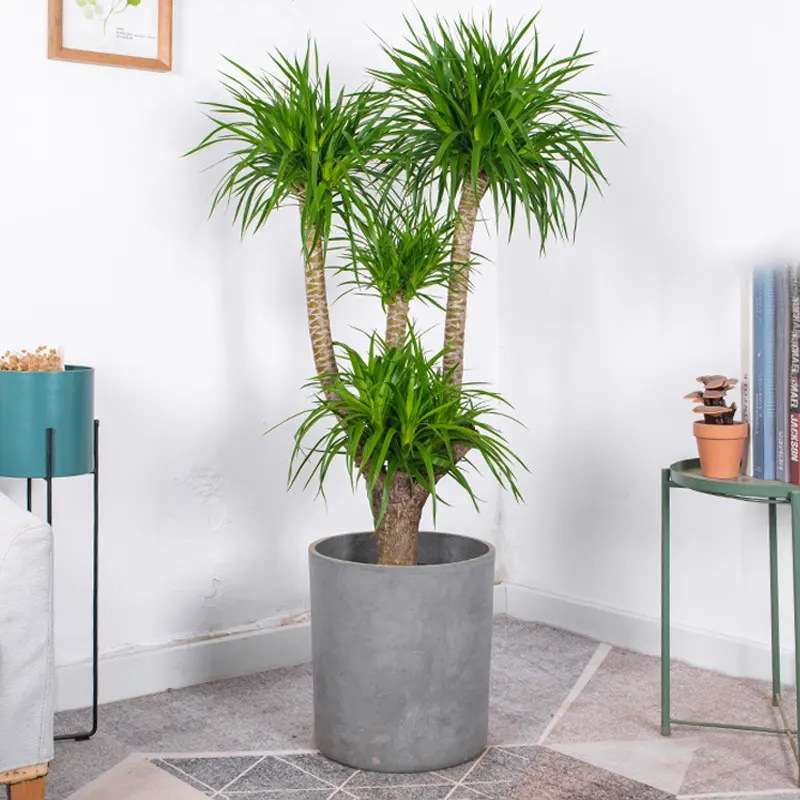 龙须树大型绿植多头龙血树龙铁树发财树室内客厅盆栽花卉植物盆景