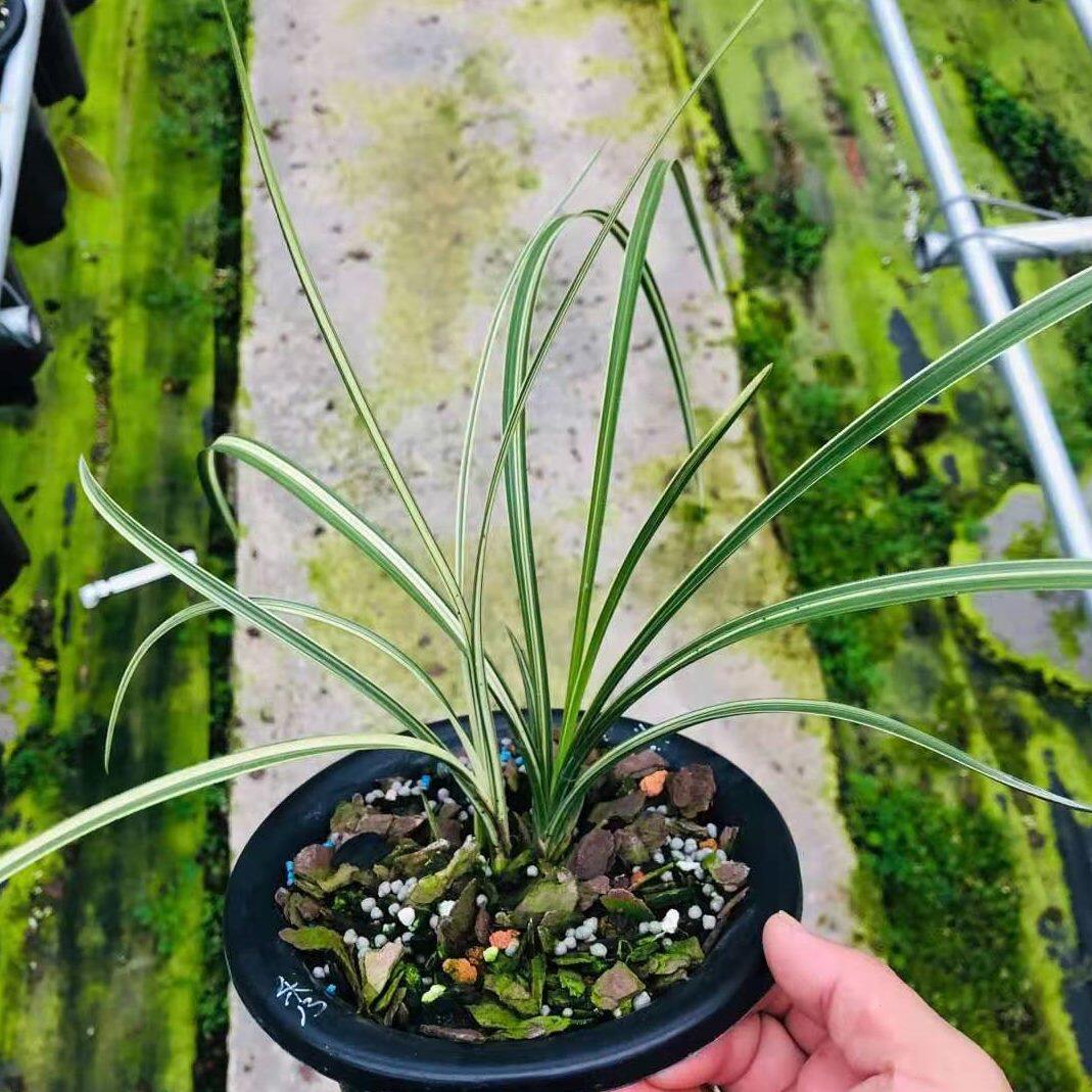 透中双花苗锦兰花 叶艺绿植花香时令草本花卉