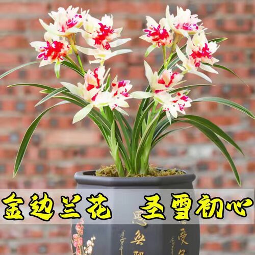 建兰盆栽金边矮种兰花苗【圣雪初心】室内外花卉阳台庭院绿植物