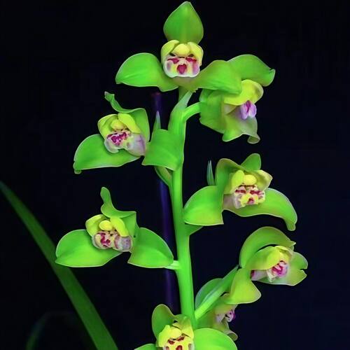 带花苞惠兰盆栽新品奇花【巧蜂】兰花苗室内外绿植盆栽花卉