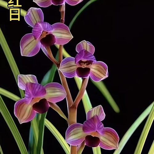 即将上花兰花苗新品荷瓣春寒【红日】阳台客厅室内外绿植