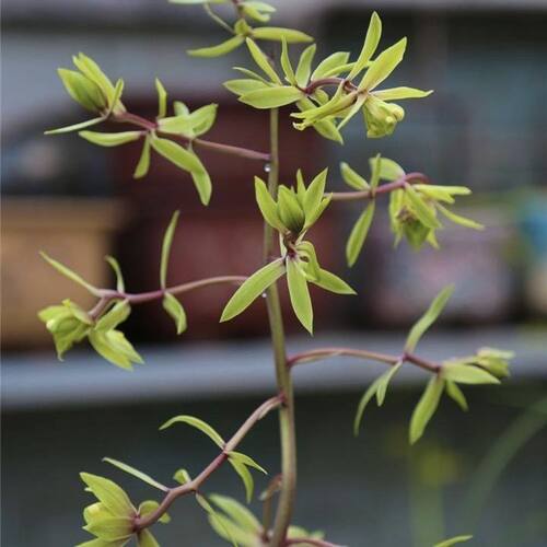 带花苞惠兰盆栽兰花苗奇花【黑牡丹】室内外花卉花盆景绿植物
