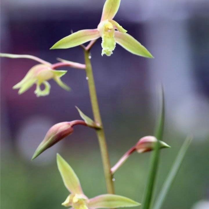 带花苞惠兰盆栽新品素心兰花苗【
