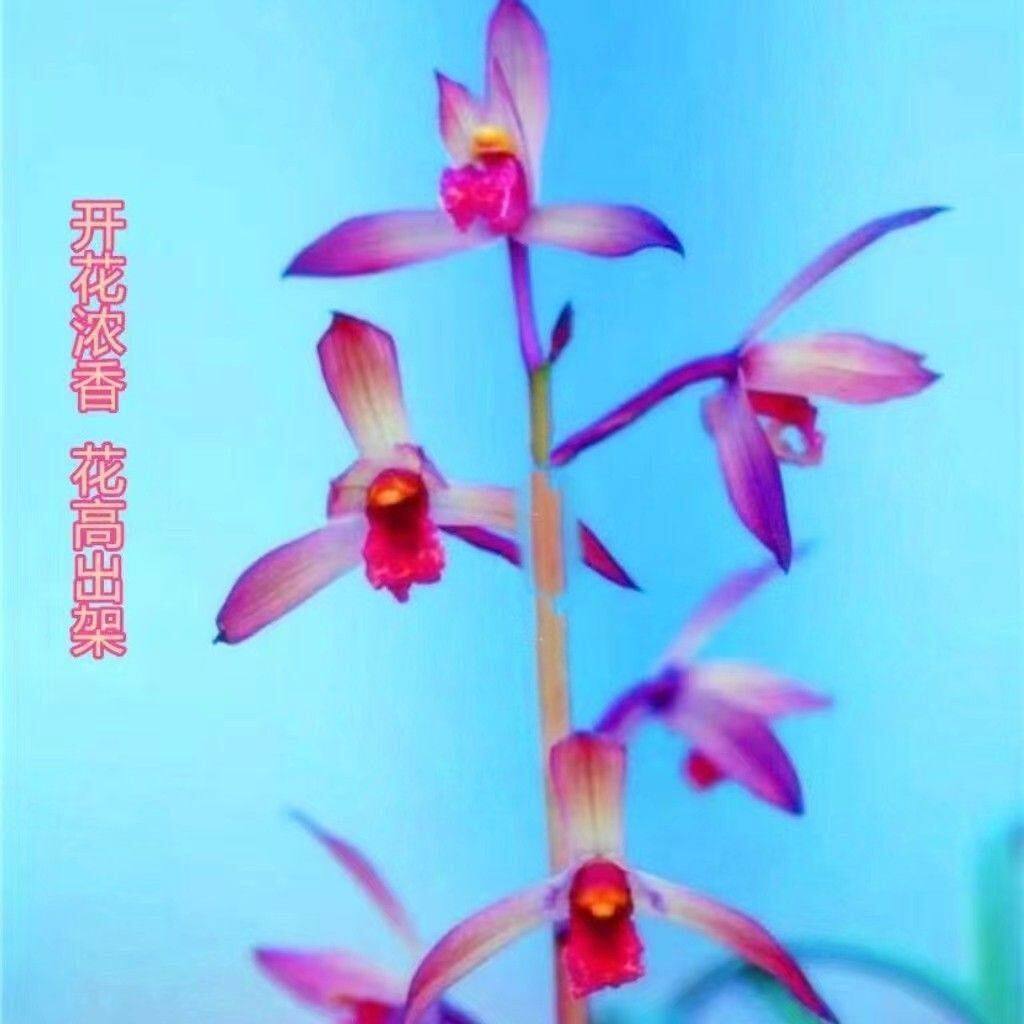 带花苞蕙兰新品兰花【美人含羞】花高出架一杆多花室内外盆栽花卉