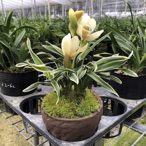 建兰盆栽金边矮种兰花苗【玉芙蓉】室内外花卉阳台庭院绿植物