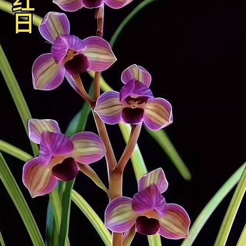 即将上花新品春寒盆栽荷瓣色花【红日】兰花苗阳台客厅室内外绿植