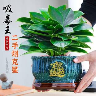 大盆金钻绿公主盆栽绿植室内花卉四季 好养活净化空气植物吸除甲醛