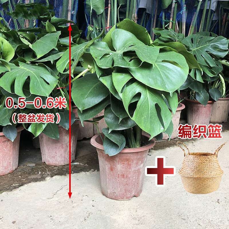 龟背竹大型盆栽土培植物室内客厅大叶绿植 龟背竹1-1.1米4-6株 原图片
