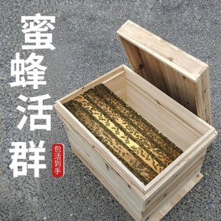 蜜蜂蜂群中蜂带王带箱带子脾土蜂阿坝四川黑麻王高产出售蜜蜂活群