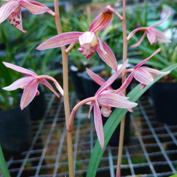 逸虹市红双色妃满红花室内品花红娇玉桃名娇堂花娘长兰花建兰红