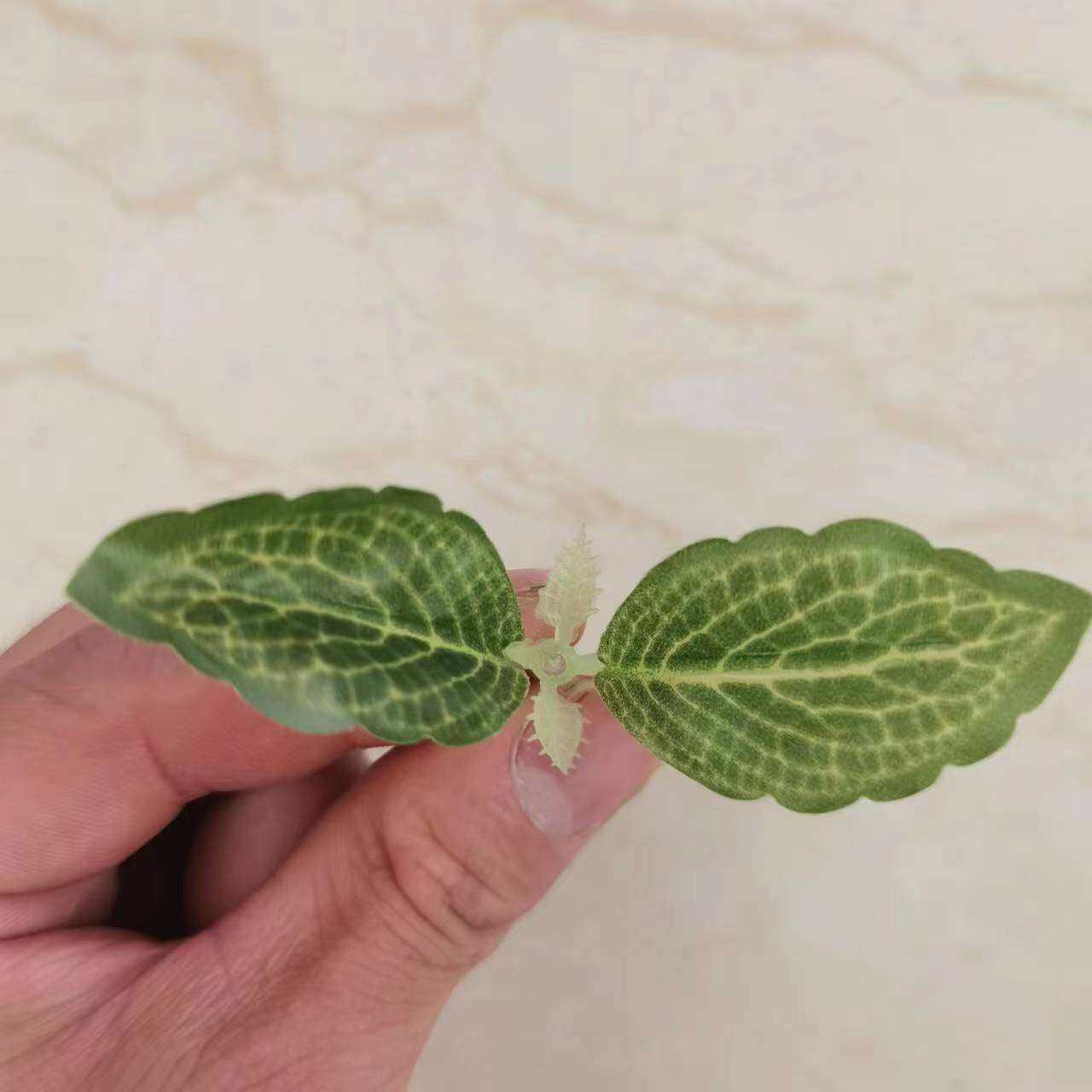 仿真叶子绿植配件材料 8厘米两叉迷你树叶 仿真树丝网花绢花叶子
