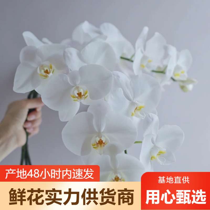 蝴蝶兰鲜花 兰花鲜花基地直批婚庆布置花店摆摊用花社区货源