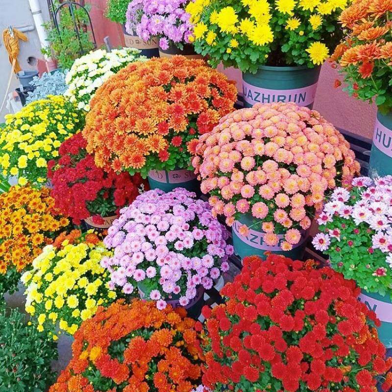 菊花盆栽带花苞九月菊千头菊四季