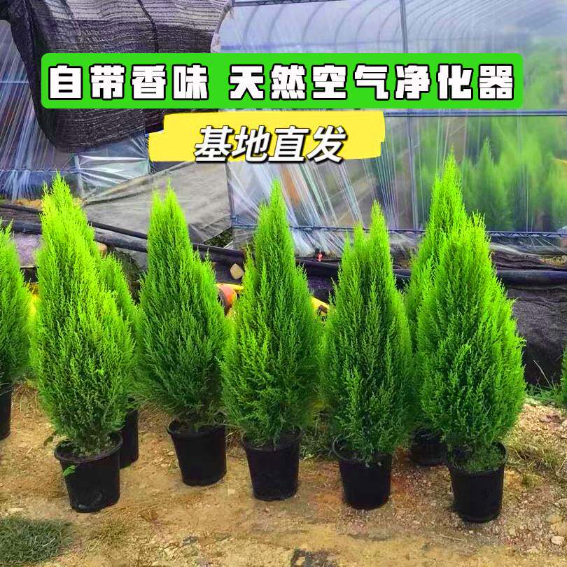 小香松盆栽香冠柏树苗办公室净化