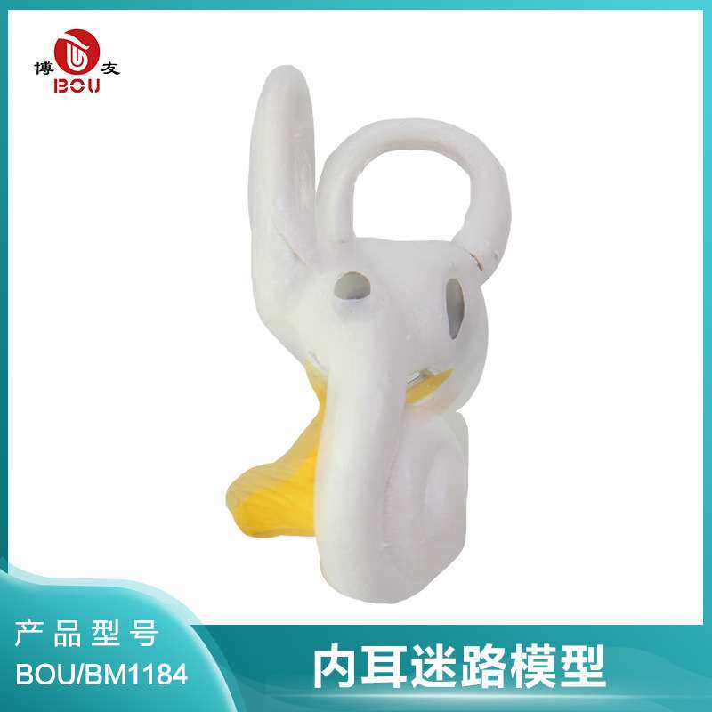 博友BOU 内耳迷路模型 人体耳蜗模型 耳蜗骨迷路和膜迷路模型