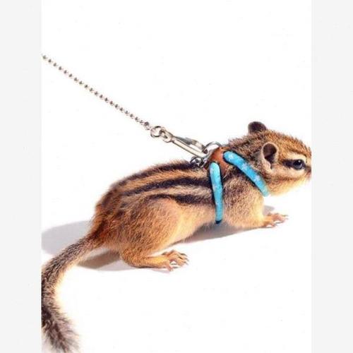 花枝鼠松鼠训练仓鼠链子牵引绳遛弯龙猫小宠加长荷兰猪专用遛鼠