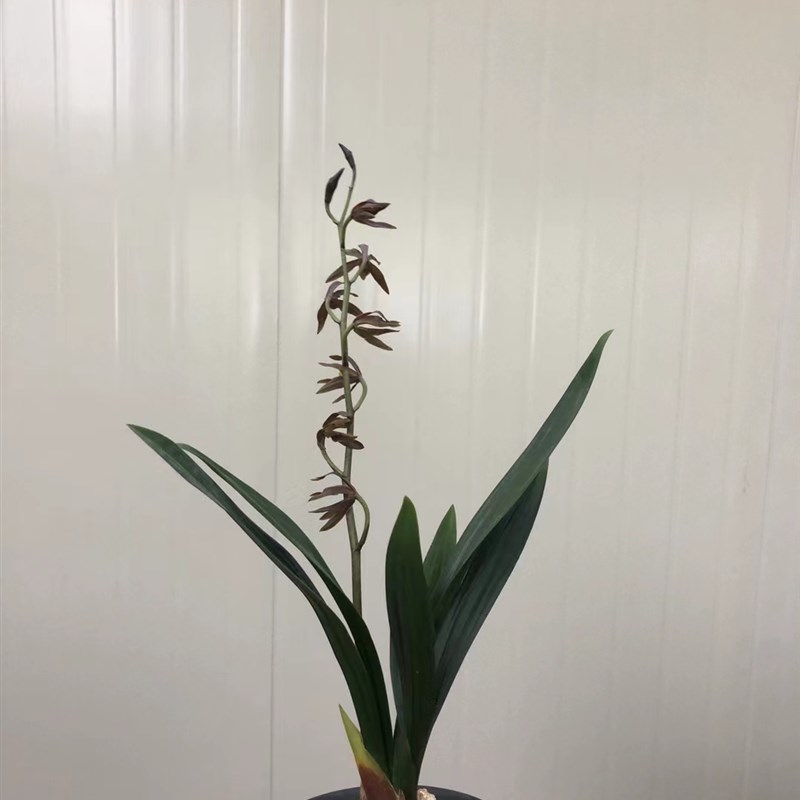 浓香兰花墨兰稀有品种粗皮黑奇B素:黑豹(九龙珠)花期带花苞