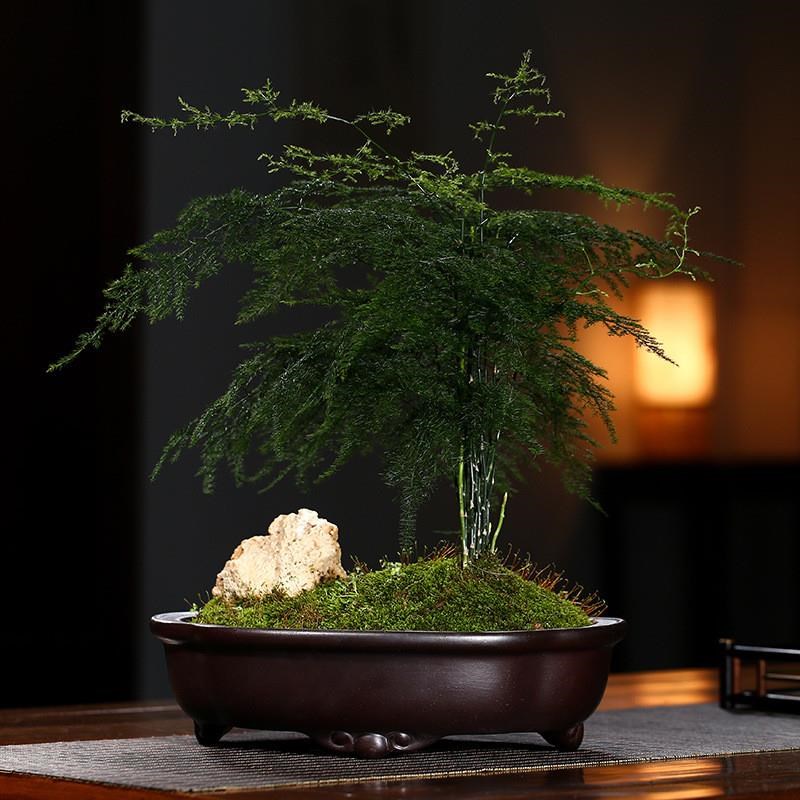 紫砂花盆覆古海棠刻绘假山文竹榕树老桩多肉大号圆Pzsd17盆室内盆