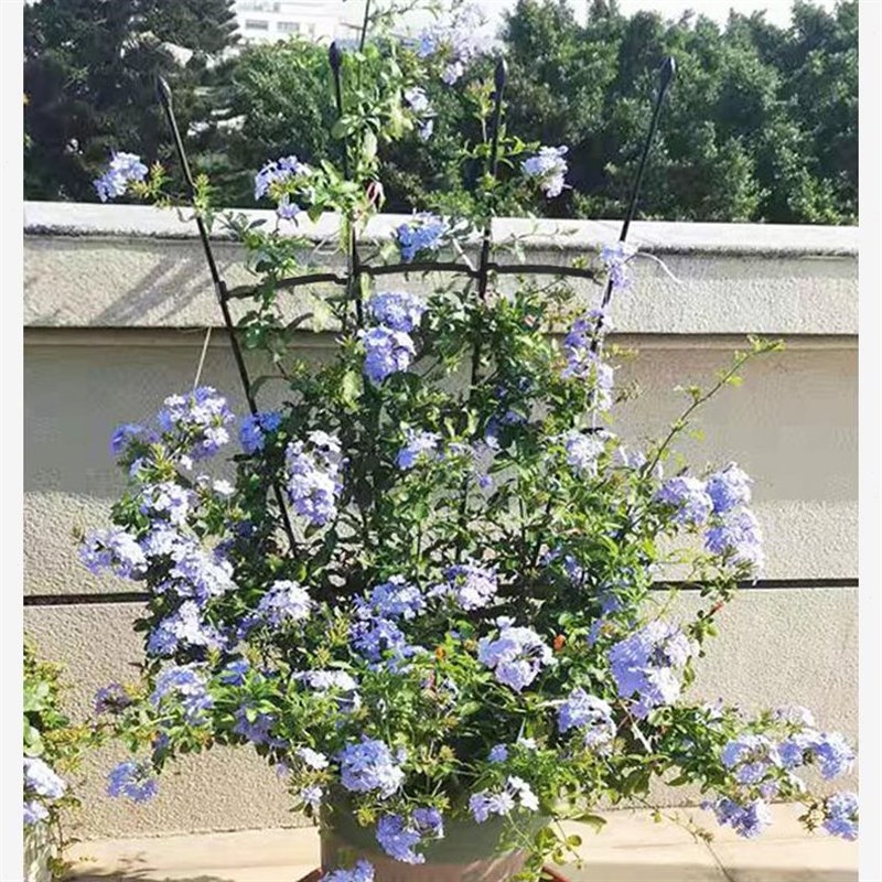 铁线莲花架包塑扇扇茉莉藤种植网格花风车花盆爬R植物架伞苗助架