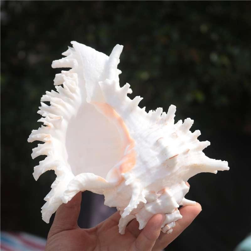 天然大海螺贝壳白千手螺家居摆件鱼缸造景水族箱装饰大贝壳海螺壳