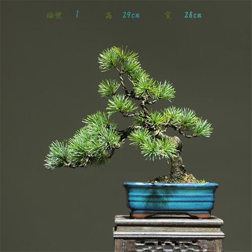 五针松盆景地景黄山松大型造型老E桩素材迎客松庭院阳台绿化树