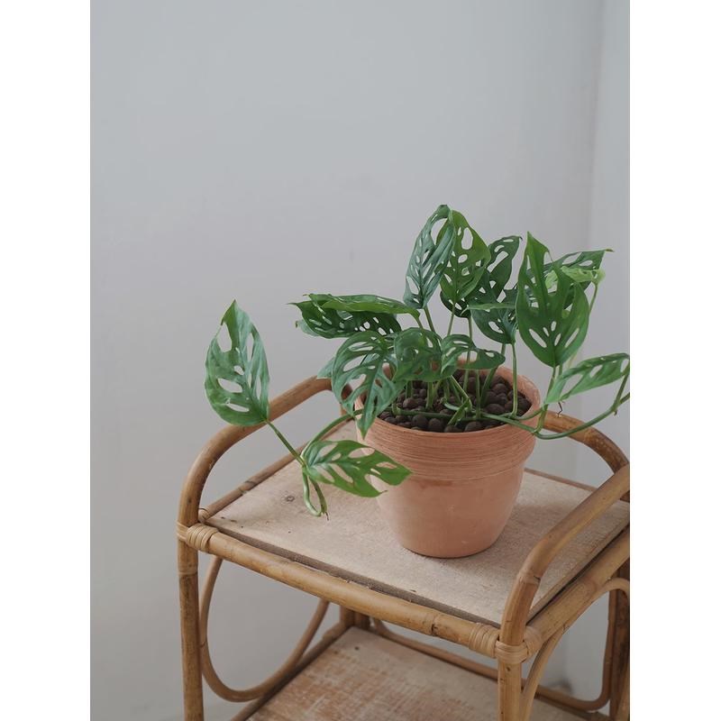 植物私生活 爬藤仙洞芋 垂吊植物 U净化空气绿植